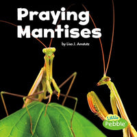 Praying Mantises