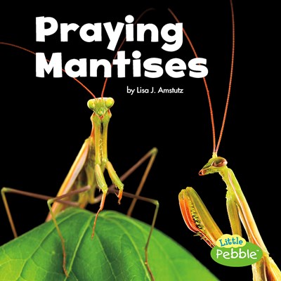 Praying Mantises