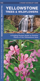 Yellowstone Trees & Wildflowers: A Folding Pocket Guide to Familiar Plants of the Yellowstone Area